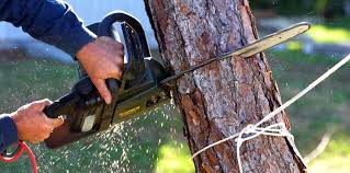Best Fruit Tree Pruning  in Pigeon Forge, TN