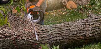 Best Leaf Removal  in Pigeon Forge, TN