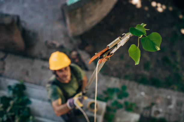 Best Tree Disease Treatment  in Pigeon Forge, TN