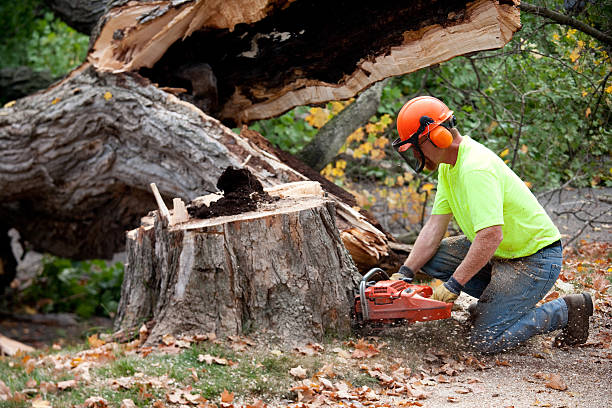 Seasonal Cleanup (Spring/Fall) in Pigeon Forge, TN