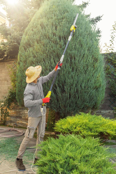 Reliable Pigeon Forge, TN Tree Removal Solutions