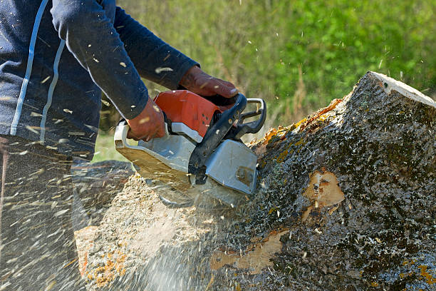 Organic Lawn Care Solutions in Pigeon Forge, TN